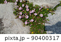 検見川浜の海岸に咲く桃色の花は浜昼顔の花 90400317