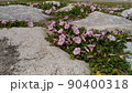 検見川浜の海岸に咲く桃色の花は浜昼顔の花 90400318