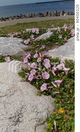 検見川浜の海岸に咲く桃色の花は浜昼顔の花 検見川浜の海岸に咲く桃色の花は浜昼顔の花 90400320