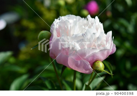 芍薬　シャクヤク　ピンク色 90400398