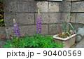 元のほうが紫色で先のほうが黄色のルピナスの花 90400569