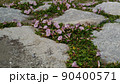 検見川浜の海岸に咲く桃色の花は浜昼顔の花 90400571