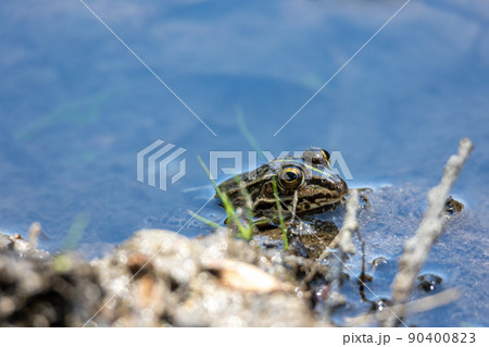 水に浸かる蛙 水に浸かる蛙 90400823