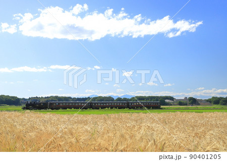 青空と広大な麦畑の中の風景を走る「SLもおか号」 90401205