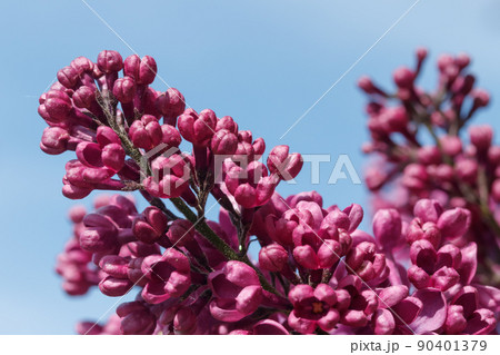Beautiful lilac purple flowers blooming in the garden 90401379