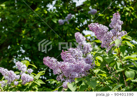 Beautiful lilac purple flowers blooming in the garden Beautiful lilac purple flowers blooming in the garden 90401390
