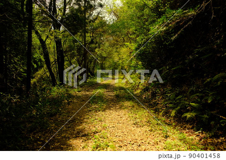 林の中の曲道 林の中の曲道 90401458