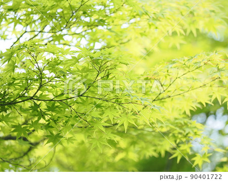 5月の青紅葉 5月の青紅葉 90401722