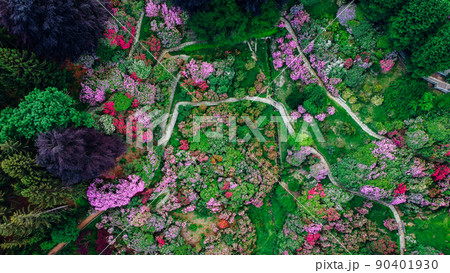 Aerial top down view of colorful blooming rhododendron shrubs among the trees. Aerial top down view of colorful blooming rhododendron shrubs among the trees. 90401930