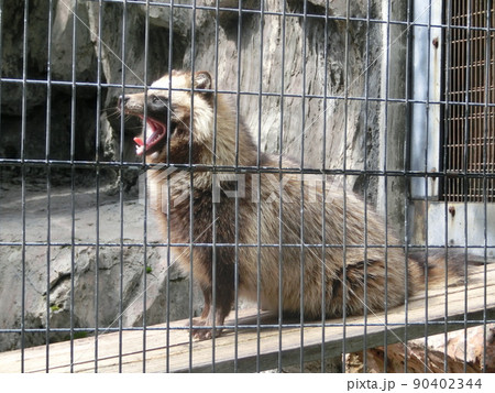 野毛山動物園のタヌキ（神奈川県横浜市） 90402344