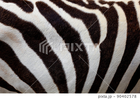 Close up skin The burchell zebra is black and white for wildlife texture and pattern 90402578