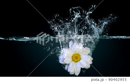 flower in water splash . Mixed media 90402955