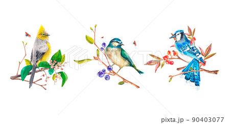 Birds painted in watercolor on a white background. Blue jay, tit. Birds on the branches. Watercolor illustration. Suitable for design, textiles, postcards, wedding invitations, packaging, printing 90403077
