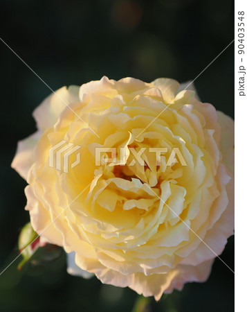 斜陽に照らされるバラ 90403548