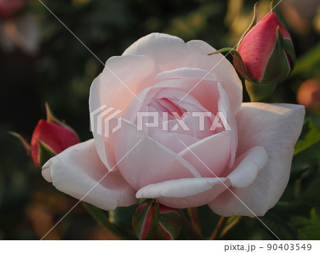 斜陽に照らされるバラ 90403549