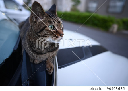 車の上のキジトラ猫 車の上のキジトラ猫 90403686