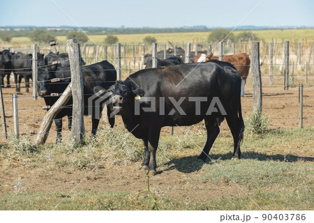 Cows in the cow pen , Argentine meat production 90403786