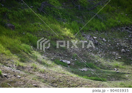 木漏れ日の中の川岸の緑との境目の風景 木漏れ日の中の川岸の緑との境目の風景 90403935