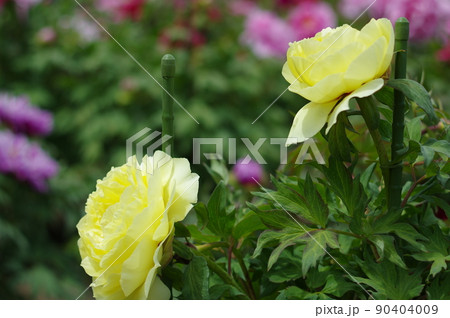 淡い黄色の牡丹の花。牡丹は花の富貴なるものなり 90404009