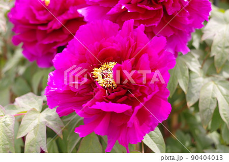 鮮やかなピンク色の牡丹の花。牡丹は花の富貴なるものなり 90404013