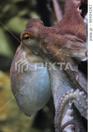 octopus   (Octopoda) 90404267