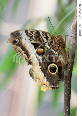 forest giant owl   (caligo eurilochus) 90404270