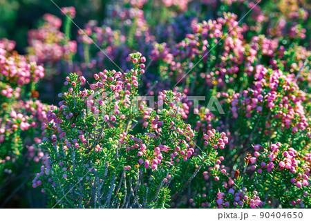 Blooming heather flowers Blooming heather flowers 90404650