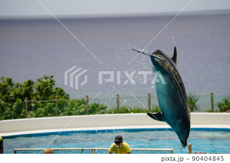 元気なイルカ達 90404845