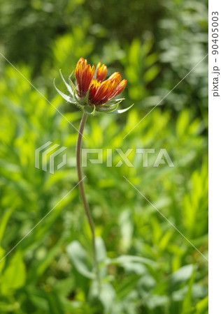 ヤグルマテンニンギクの蕾がひらき始めた ヤグルマテンニンギクの蕾がひらき始めた 90405003