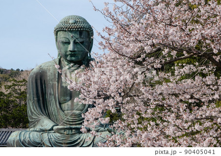 鎌倉の大仏と桜 鎌倉の大仏と桜 90405041