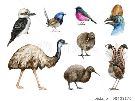 Australia and New Zealand wildlife bird set. Watercolor illustration. Emu, kiwi, fairy wren, kookaburra, lyrebird, pink robin on white background. Wildlife Australia bird collection 90405170