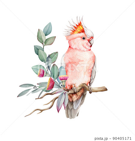 rose breasted cockatoo clipart