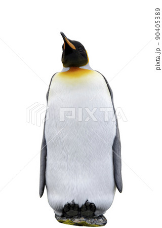 King penguin isolated on the white background 90405389
