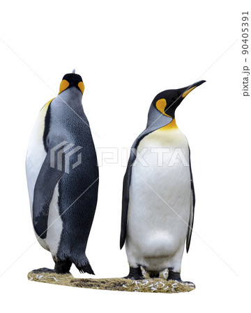 King penguin isolated on the white background 90405391