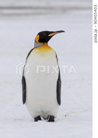 King penguin close up on South Georgia island. Antarctica. 90405403