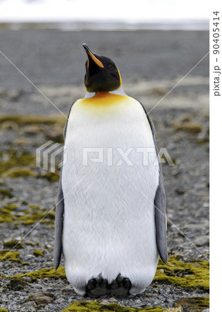 King penguin close up on South Georgia island. Antarctica. King penguin close up on South Georgia island. Antarctica. 90405414
