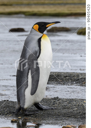 King penguin close up on South Georgia island. Antarctica. King penguin close up on South Georgia island. Antarctica. 90405420