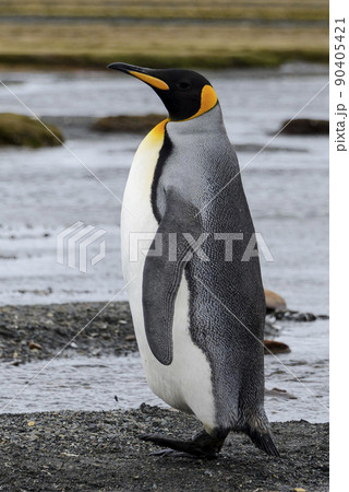 King penguin close up on South Georgia island. Antarctica. King penguin close up on South Georgia island. Antarctica. 90405421