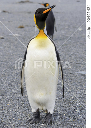 King penguin close up on South Georgia island. Antarctica. 90405424