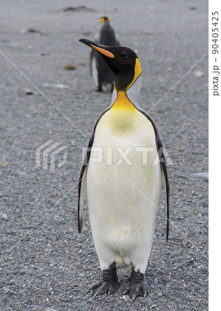 King penguin close up on South Georgia island. Antarctica. 90405425