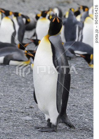 King penguin close up on South Georgia island. Antarctica. 90405426