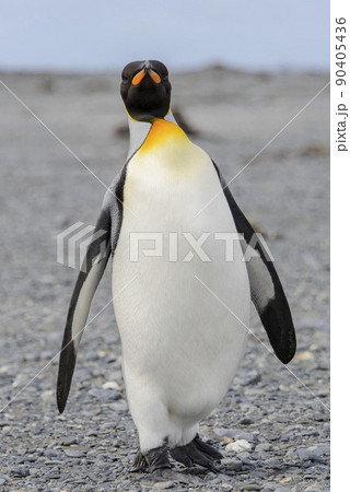 King penguin close up on South Georgia island. Antarctica. 90405436