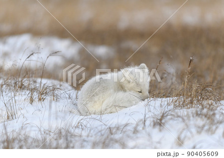 Wild arctic fox in tundra. Arctic fox lying. Sleeping in tundra. 90405609