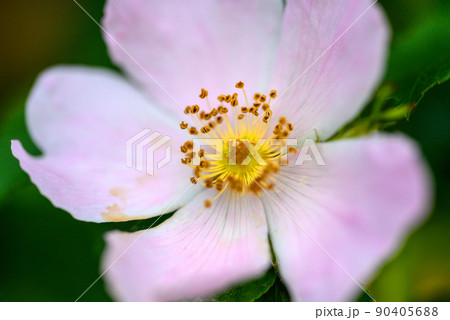 Close up of a flower with pink and white petals and yellow stamens. Flower seen in Kent, UK in the spring. 90405688