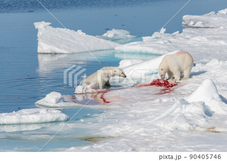 Two wild polar bears eating killed seal on the pack ice north of Spitsbergen Island, Svalbard Two wild polar bears eating killed seal on the pack ice north of Spitsbergen Island, Svalbard 90405746