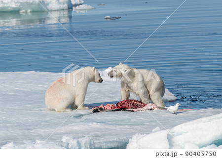 Two wild polar bears eating killed seal on the pack ice north of Spitsbergen Island, Svalbard Two wild polar bears eating killed seal on the pack ice north of Spitsbergen Island, Svalbard 90405750