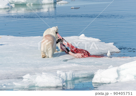 Two wild polar bears eating killed seal on the pack ice north of Spitsbergen Island, Svalbard 90405751