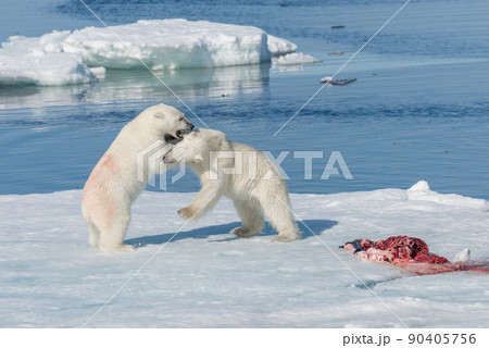 Two young wild polar bear cubs playing on pack ice in Arctic sea, north of Svalbard 90405756
