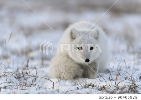 Arctic fox in winter time in Siberian tundra close up. 90405928