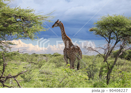 Angolan giraffe Angolan giraffe 90406227